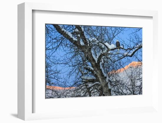 Bald Eagle perched on a tree covered with snow, snow mountain in the distance, Haines, Alaska, USA-Keren Su-Framed Photographic Print