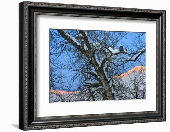 Bald Eagle perched on a tree covered with snow, snow mountain in the distance, Haines, Alaska, USA-Keren Su-Framed Photographic Print