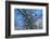 Bald Eagle perched on a tree covered with snow, snow mountain in the distance, Haines, Alaska, USA-Keren Su-Framed Photographic Print