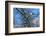 Bald Eagle perched on a tree covered with snow, snow mountain in the distance, Haines, Alaska, USA-Keren Su-Framed Photographic Print