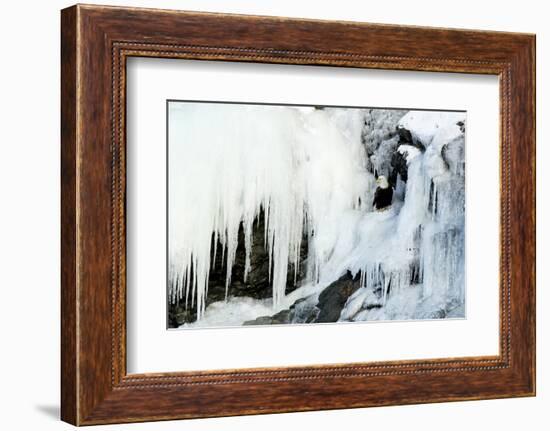 Bald eagle perched on rocks at frozen waterfall. Alaska, USA-Danny Green-Framed Photographic Print