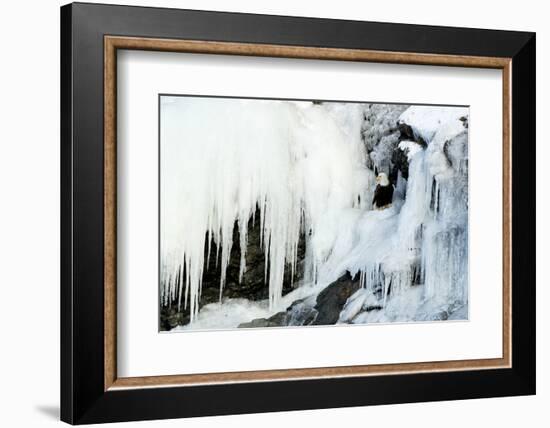 Bald eagle perched on rocks at frozen waterfall. Alaska, USA-Danny Green-Framed Photographic Print