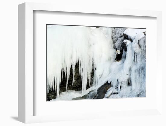 Bald eagle perched on rocks at frozen waterfall. Alaska, USA-Danny Green-Framed Photographic Print