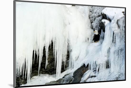 Bald eagle perched on rocks at frozen waterfall. Alaska, USA-Danny Green-Mounted Photographic Print