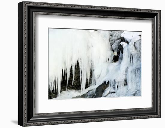 Bald eagle perched on rocks at frozen waterfall. Alaska, USA-Danny Green-Framed Photographic Print