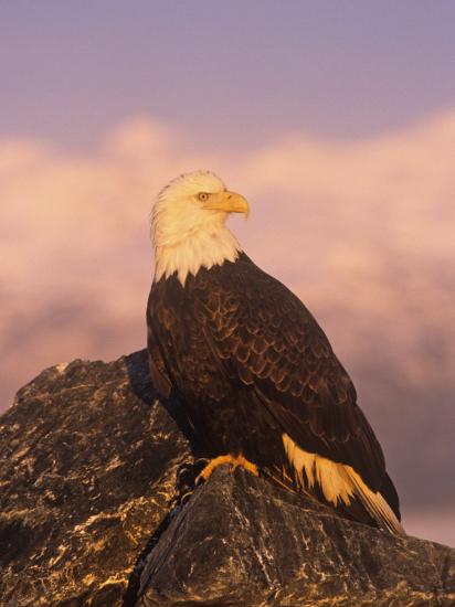 bald eagle perched on rocks haliaeetus leucocephalus north