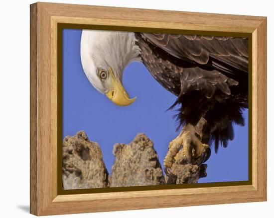 Bald Eagle Perched on Tree Branch, Alaska, USA-Joe & Mary Ann McDonald-Framed Premier Image Canvas