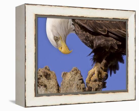 Bald Eagle Perched on Tree Branch, Alaska, USA-Joe & Mary Ann McDonald-Framed Premier Image Canvas