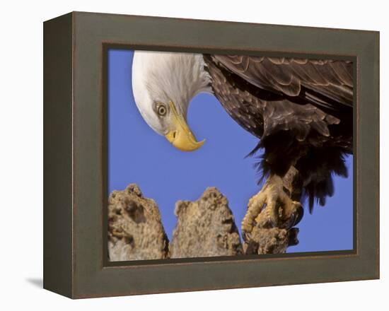 Bald Eagle Perched on Tree Branch, Alaska, USA-Joe & Mary Ann McDonald-Framed Premier Image Canvas