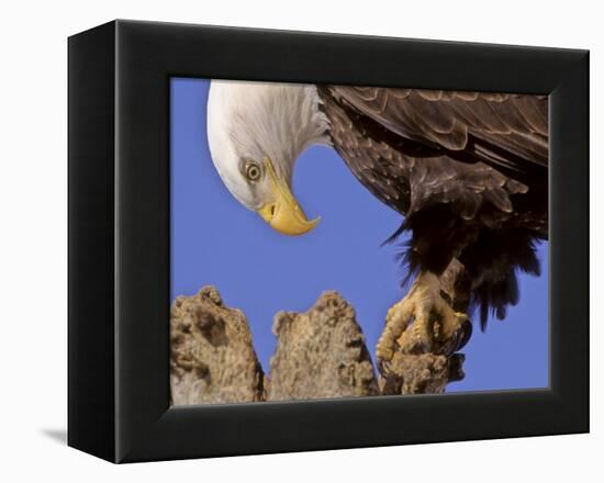 Bald Eagle Perched on Tree Branch, Alaska, USA-Joe & Mary Ann McDonald-Framed Premier Image Canvas