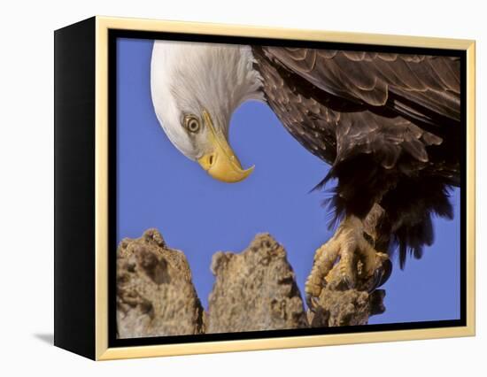 Bald Eagle Perched on Tree Branch, Alaska, USA-Joe & Mary Ann McDonald-Framed Premier Image Canvas