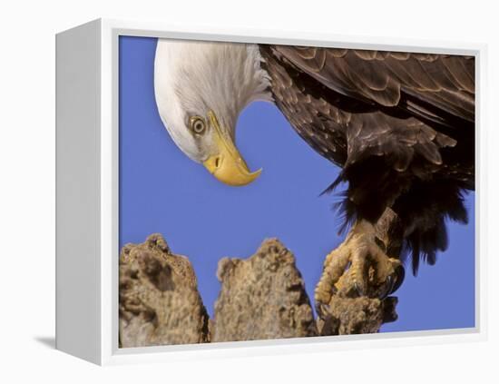 Bald Eagle Perched on Tree Branch, Alaska, USA-Joe & Mary Ann McDonald-Framed Premier Image Canvas