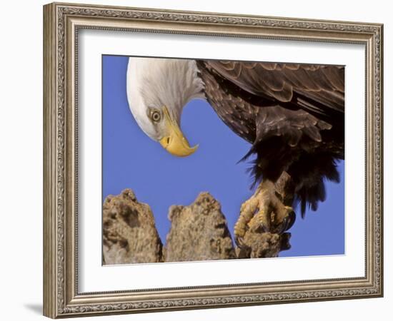 Bald Eagle Perched on Tree Branch, Alaska, USA-Joe & Mary Ann McDonald-Framed Photographic Print