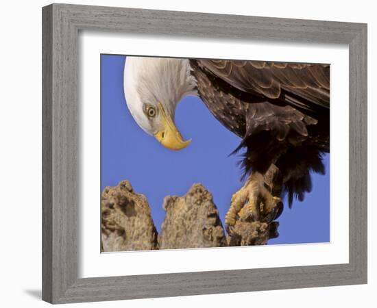 Bald Eagle Perched on Tree Branch, Alaska, USA-Joe & Mary Ann McDonald-Framed Photographic Print