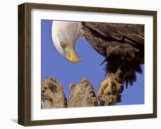 Bald Eagle Perched on Tree Branch, Alaska, USA-Joe & Mary Ann McDonald-Framed Photographic Print