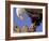 Bald Eagle Perched on Tree Branch, Alaska, USA-Joe & Mary Ann McDonald-Framed Photographic Print