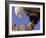 Bald Eagle Perched on Tree Branch, Alaska, USA-Joe & Mary Ann McDonald-Framed Photographic Print