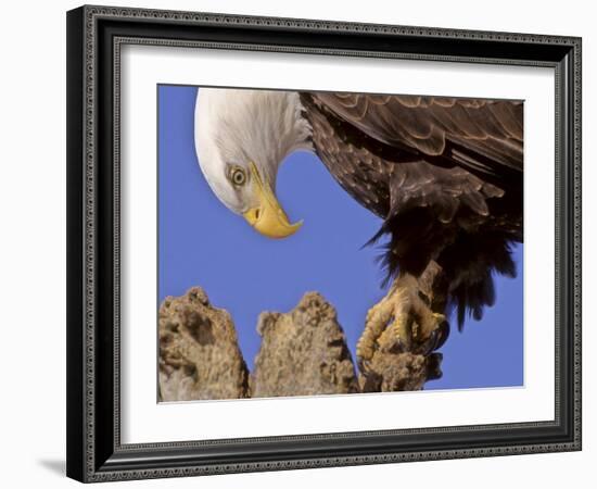 Bald Eagle Perched on Tree Branch, Alaska, USA-Joe & Mary Ann McDonald-Framed Photographic Print