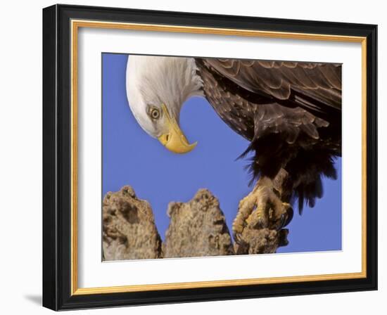 Bald Eagle Perched on Tree Branch, Alaska, USA-Joe & Mary Ann McDonald-Framed Photographic Print