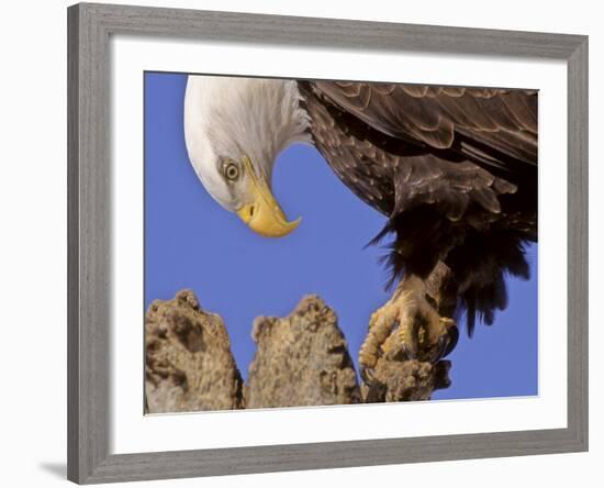 Bald Eagle Perched on Tree Branch, Alaska, USA-Joe & Mary Ann McDonald-Framed Photographic Print