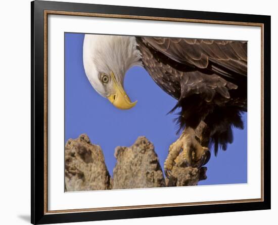 Bald Eagle Perched on Tree Branch, Alaska, USA-Joe & Mary Ann McDonald-Framed Photographic Print