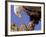 Bald Eagle Perched on Tree Branch, Alaska, USA-Joe & Mary Ann McDonald-Framed Photographic Print