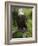 Bald Eagle Perching in a Pine Tree, Flathead Lake, Montana, Usa-Rebecca Jackrel-Framed Photographic Print