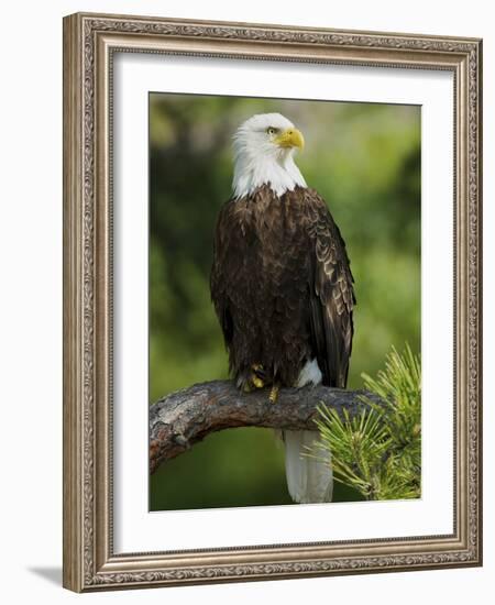 Bald Eagle Perching in a Pine Tree, Flathead Lake, Montana, Usa-Rebecca Jackrel-Framed Photographic Print