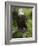 Bald Eagle Perching in a Pine Tree, Flathead Lake, Montana, Usa-Rebecca Jackrel-Framed Photographic Print