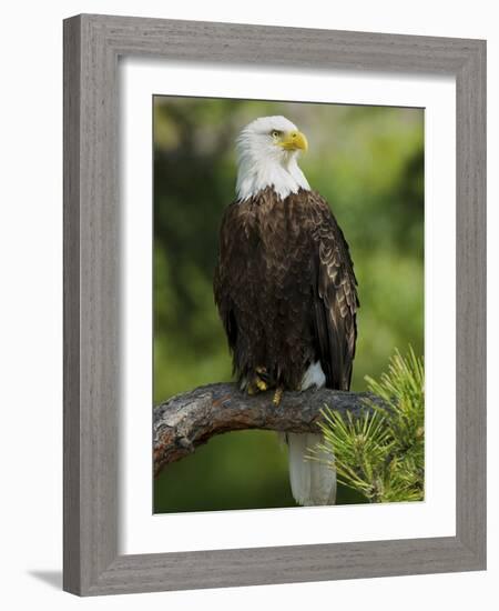 Bald Eagle Perching in a Pine Tree, Flathead Lake, Montana, Usa-Rebecca Jackrel-Framed Photographic Print