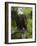 Bald Eagle Perching in a Pine Tree, Flathead Lake, Montana, Usa-Rebecca Jackrel-Framed Photographic Print