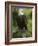 Bald Eagle Perching in a Pine Tree, Flathead Lake, Montana, Usa-Rebecca Jackrel-Framed Photographic Print