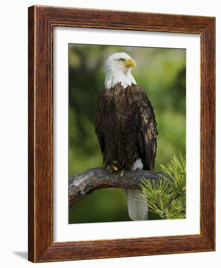 Bald Eagle Perching in a Pine Tree, Flathead Lake, Montana, Usa-Rebecca Jackrel-Framed Photographic Print