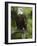 Bald Eagle Perching in a Pine Tree, Flathead Lake, Montana, Usa-Rebecca Jackrel-Framed Photographic Print