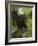 Bald Eagle Perching in a Pine Tree, Flathead Lake, Montana, Usa-Rebecca Jackrel-Framed Photographic Print