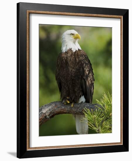 Bald Eagle Perching in a Pine Tree, Flathead Lake, Montana, Usa-Rebecca Jackrel-Framed Photographic Print