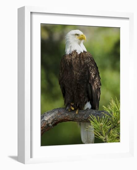 Bald Eagle Perching in a Pine Tree, Flathead Lake, Montana, Usa-Rebecca Jackrel-Framed Photographic Print