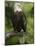 Bald Eagle Perching in a Pine Tree, Flathead Lake, Montana, Usa-Rebecca Jackrel-Mounted Photographic Print