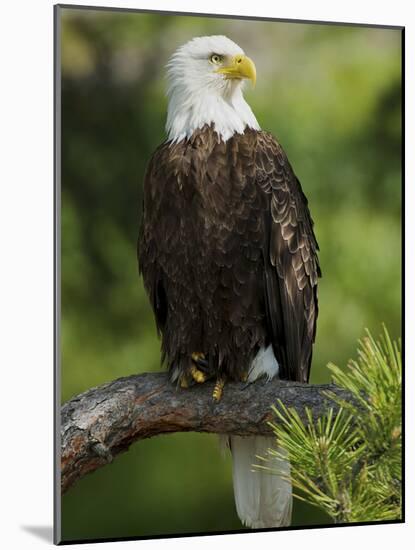 Bald Eagle Perching in a Pine Tree, Flathead Lake, Montana, Usa-Rebecca Jackrel-Mounted Photographic Print