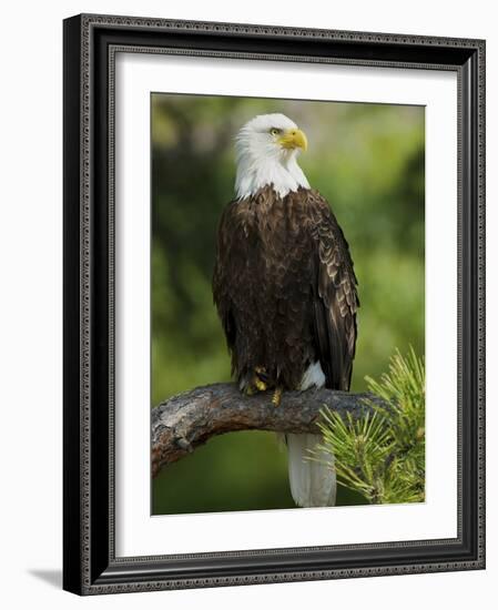 Bald Eagle Perching in a Pine Tree, Flathead Lake, Montana, Usa-Rebecca Jackrel-Framed Photographic Print