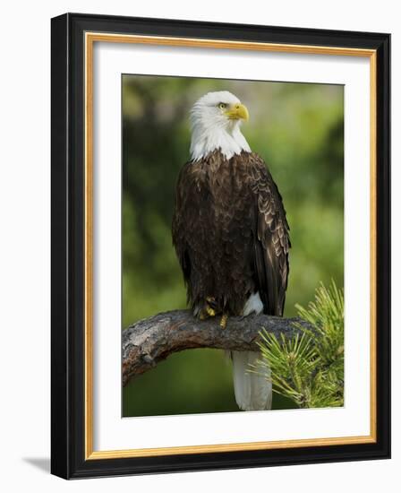 Bald Eagle Perching in a Pine Tree, Flathead Lake, Montana, Usa-Rebecca Jackrel-Framed Photographic Print