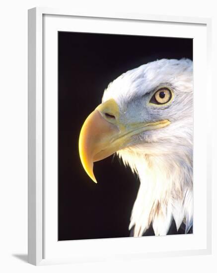 Bald Eagle Portrait, Native to USA and Canada-David Northcott-Framed Photographic Print