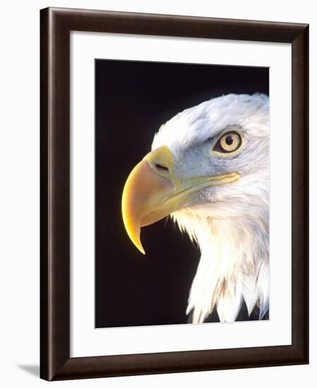 Bald Eagle Portrait, Native to USA and Canada-David Northcott-Framed Photographic Print