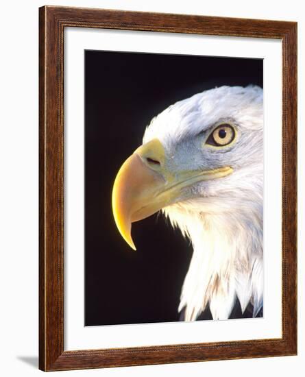 Bald Eagle Portrait, Native to USA and Canada-David Northcott-Framed Photographic Print