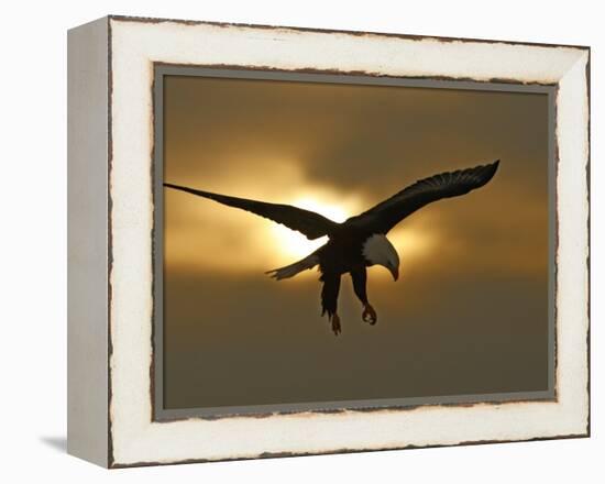 Bald Eagle Preparing to Land Silhouetted by Sun and Clouds, Homer, Alaska, USA-Arthur Morris-Framed Premier Image Canvas