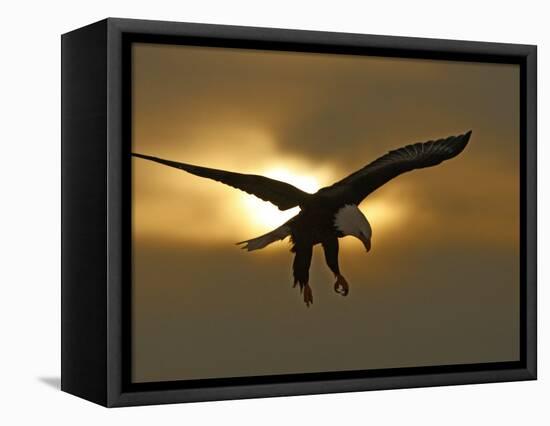 Bald Eagle Preparing to Land Silhouetted by Sun and Clouds, Homer, Alaska, USA-Arthur Morris-Framed Premier Image Canvas