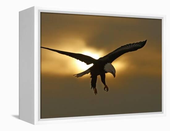Bald Eagle Preparing to Land Silhouetted by Sun and Clouds, Homer, Alaska, USA-Arthur Morris-Framed Premier Image Canvas