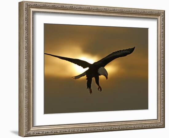 Bald Eagle Preparing to Land Silhouetted by Sun and Clouds, Homer, Alaska, USA-Arthur Morris-Framed Photographic Print