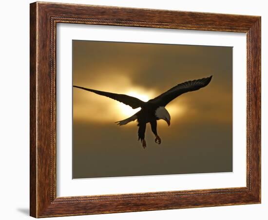 Bald Eagle Preparing to Land Silhouetted by Sun and Clouds, Homer, Alaska, USA-Arthur Morris-Framed Photographic Print