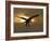 Bald Eagle Preparing to Land Silhouetted by Sun and Clouds, Homer, Alaska, USA-Arthur Morris-Framed Photographic Print